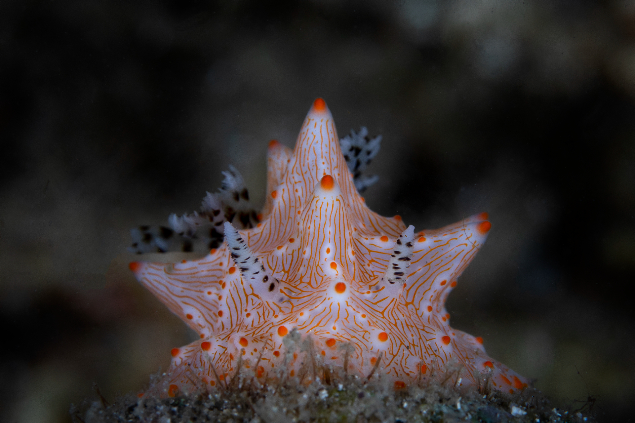 Halgerda Batangas, Lembeh